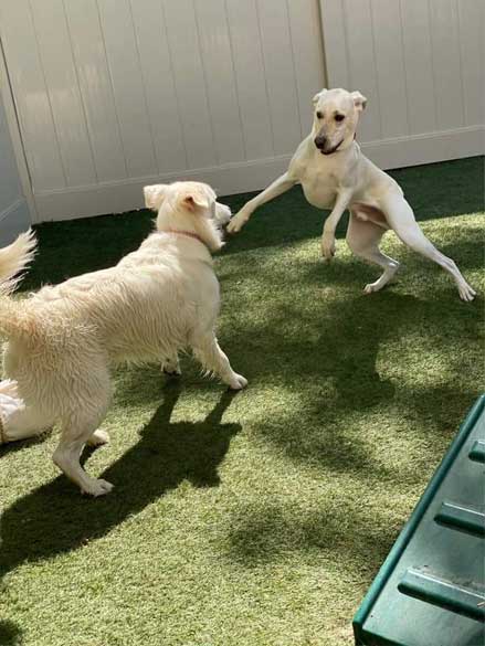 Two dogs playing in the outdoor area