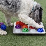 Dog with an enrichment toy