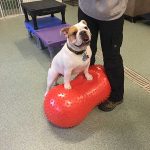Dog on inflatable peanut