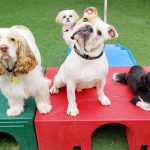 Group of dogs on playground equipment