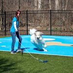 Dog chasing a toy