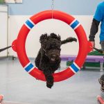 Dog jumping through a hoop