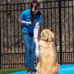 Golden Retriever shaking hands