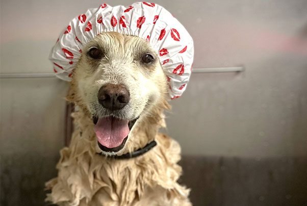 Golden Retriever getting a bath