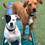 Two dogs on playground equipment