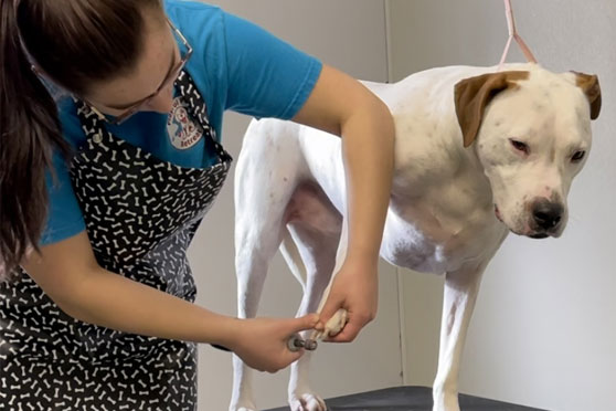 Dog getting a pedicure