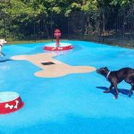 Dogs on the splashpad