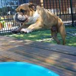 Dog jumping on deck