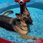 German Shepherd cooling off in the pool