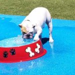 Dog with a giant water bowl