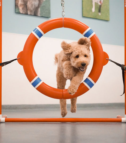 Dog jumping through a hoop