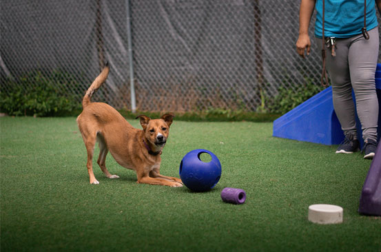 Dog playing with a blue ball