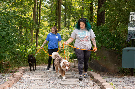 Staff walking two dogs