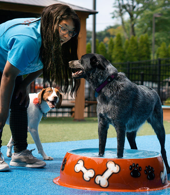 Staff with a smiling dog in daycare