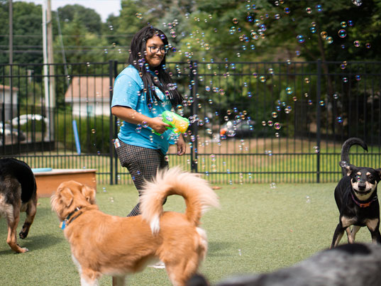Staff blowing bubbles for dogs in daycare