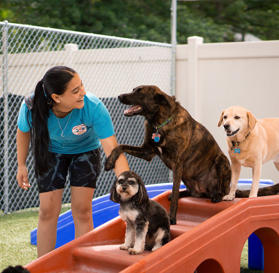 Staff with dogs on playground equipment