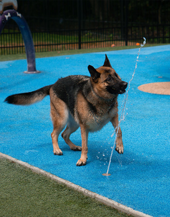 German shepherd playing in the water