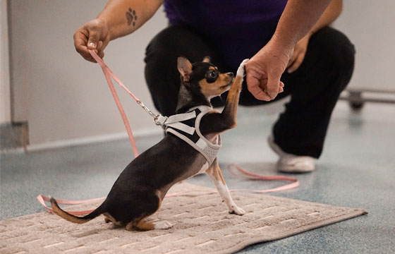 Small dog being trained