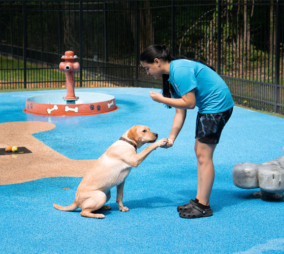 Dog learning to shake hands