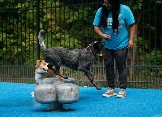 Dog trained to jump over an object