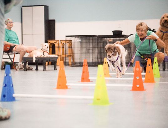 Dog running an obstacle course