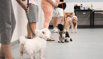 Group dog training
