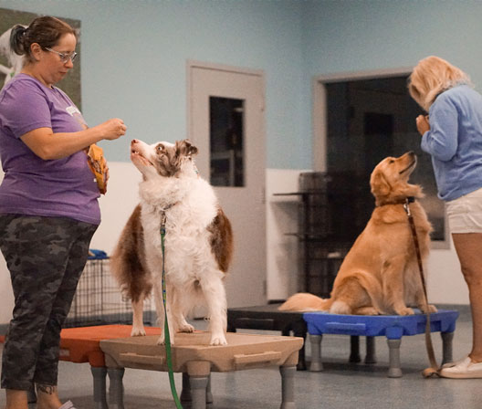 Dogs being trained