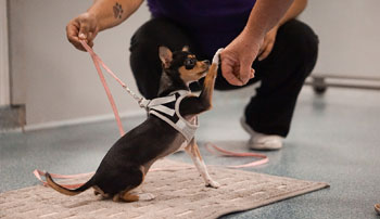 Small dog being trained