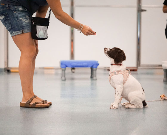 Small puppy being trained