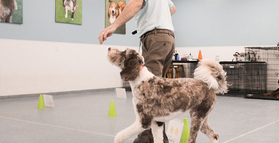 Dog being trained