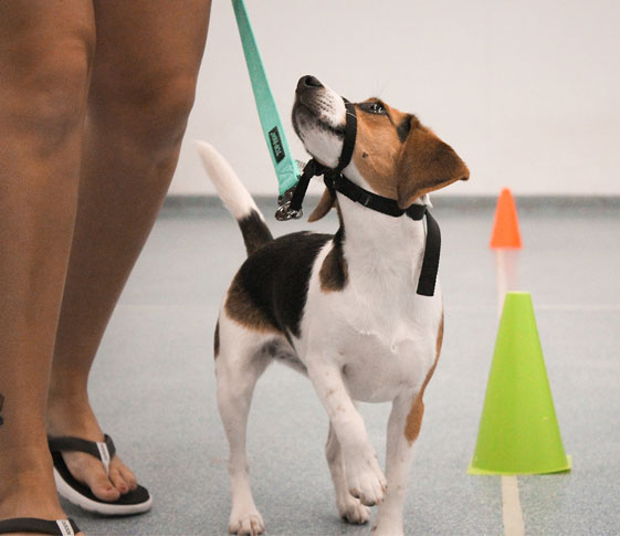 Puppy being trained