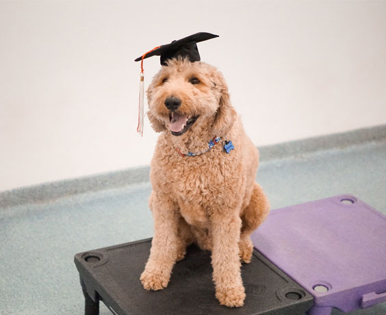 Dog in a graduation cap after training class