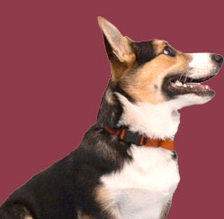 happy dog