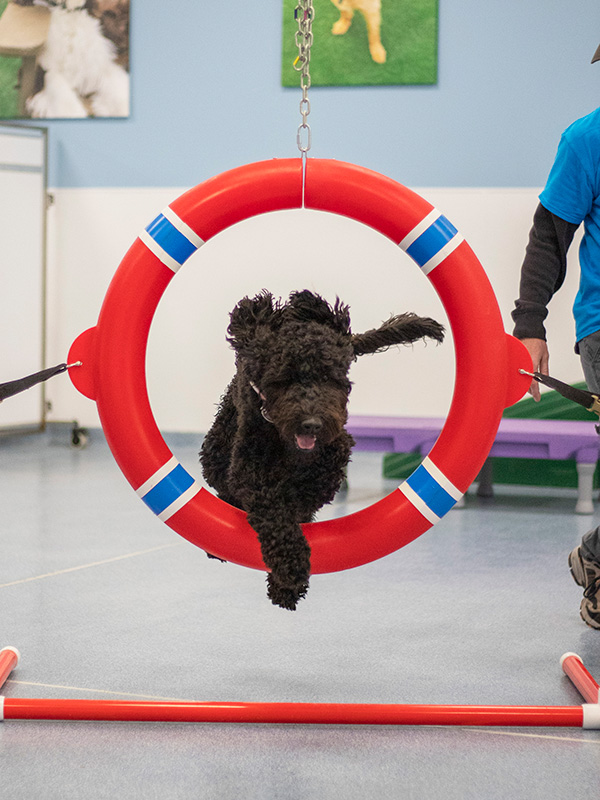dog in agility training
