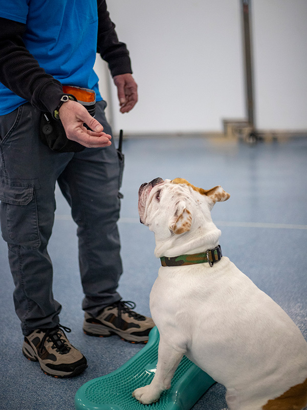 dog learning to stay with treats