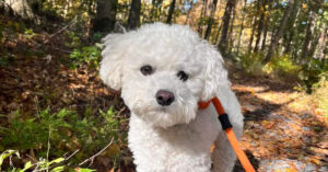 dog walking in the woods in central pa in the fall