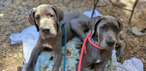 Mosha at Molly's Cafe with her brother Newman