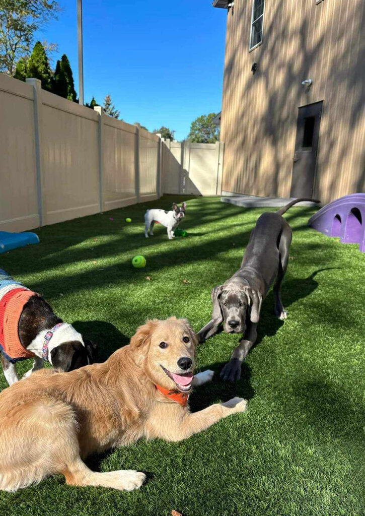 Mosha in puppy daycare playing with friends