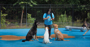 trainer working with dogs