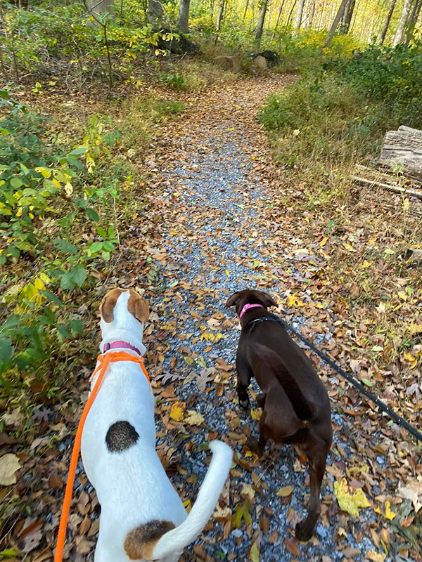 dogs walking in the woods in central pa in the fall