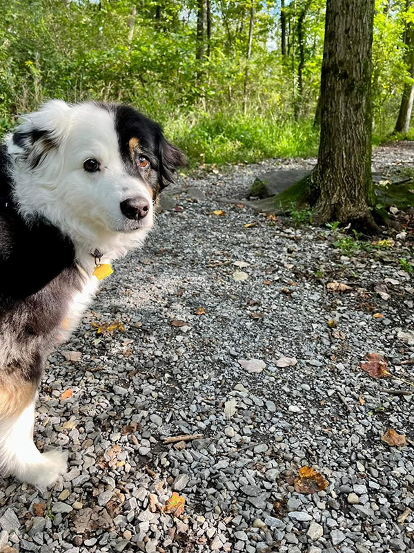 dog walking in the woods in central pa in the fall