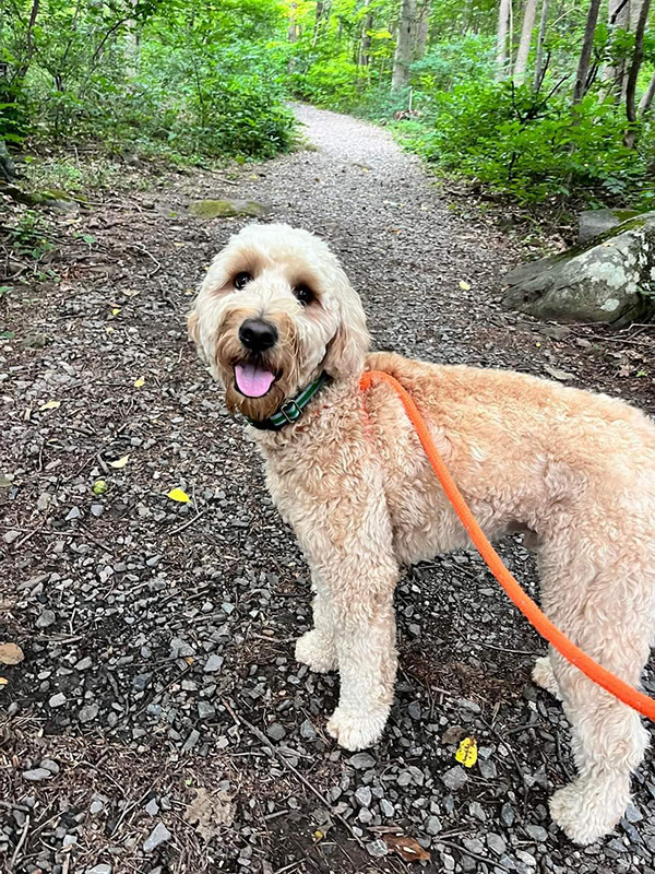 dog walking in the woods in central pa in the fall