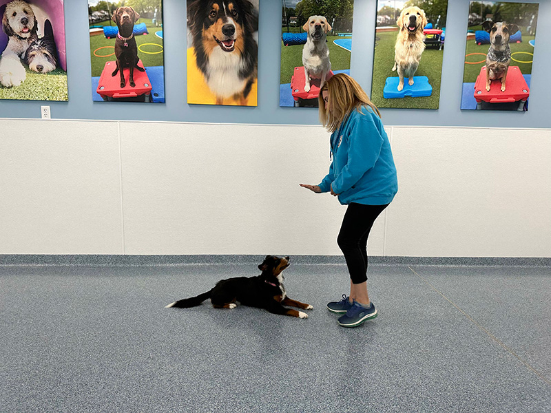 trainer teaching a dog to stay with hand signals