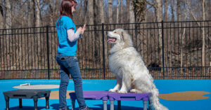 trainer working with dog outside