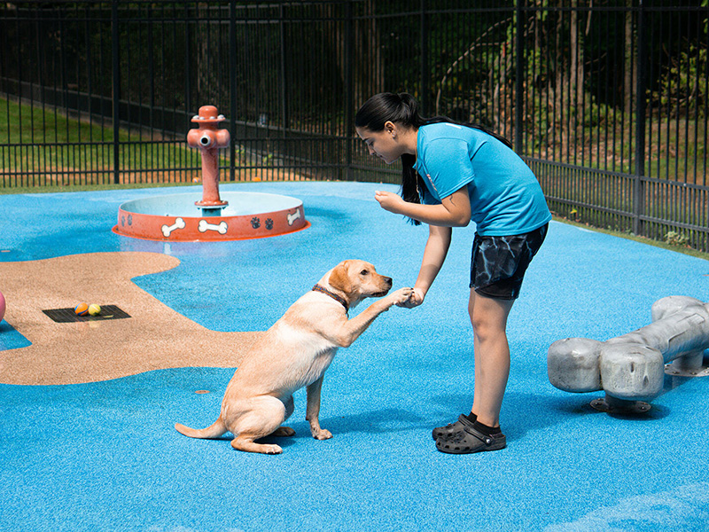 trainer working with a dog
