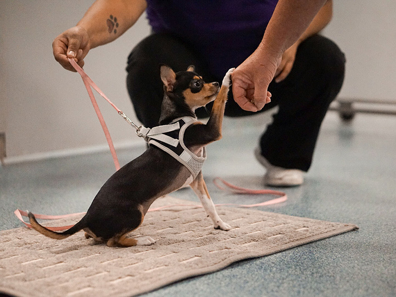 trainer working with a small dog