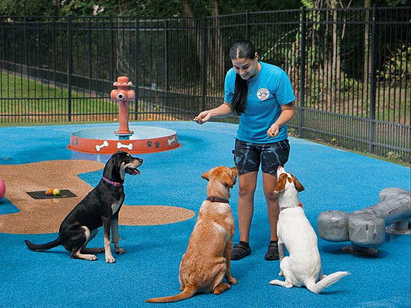 trainer working with dogs