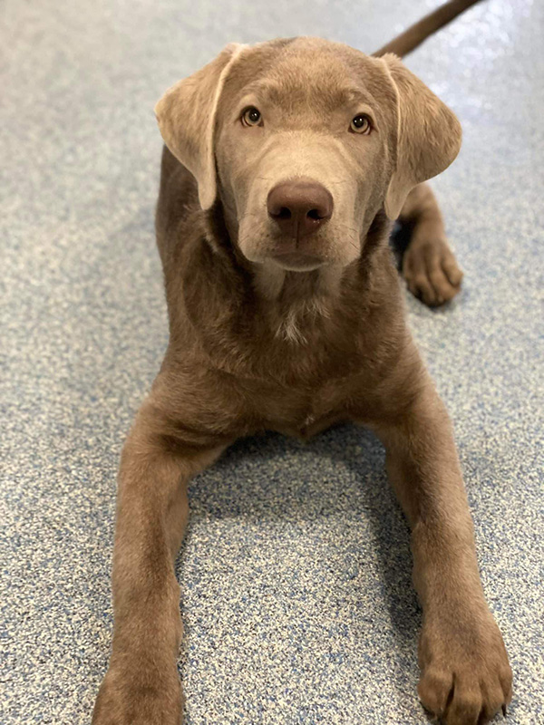 Bruin at Build Behavior class