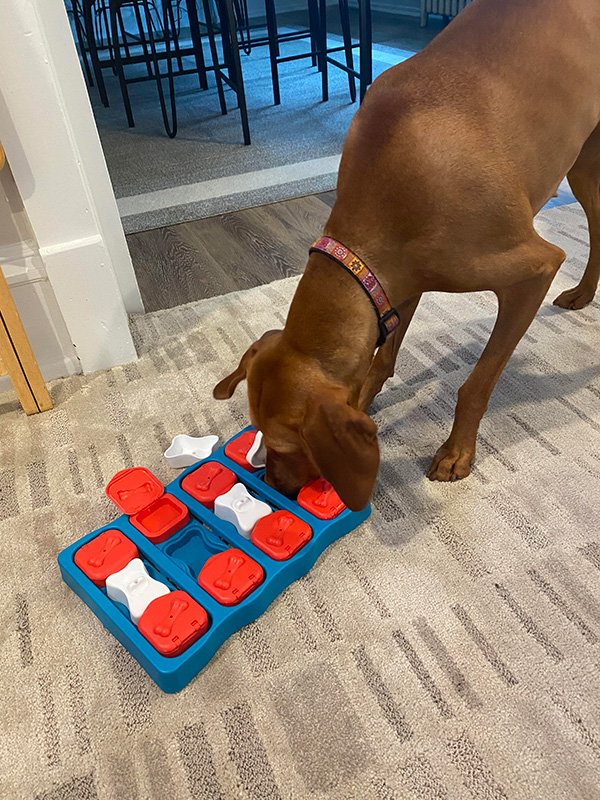 Pinot playing with a puzzle
