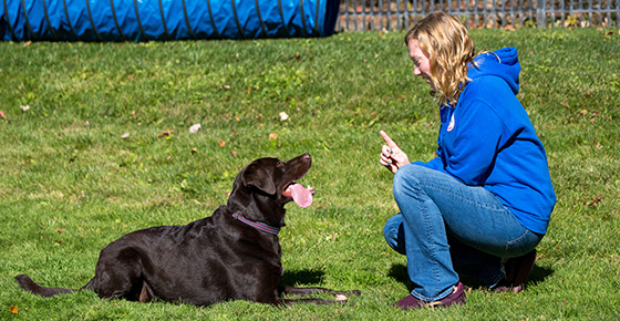 trainer teaching dog hand signals